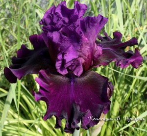 royal majesty8
